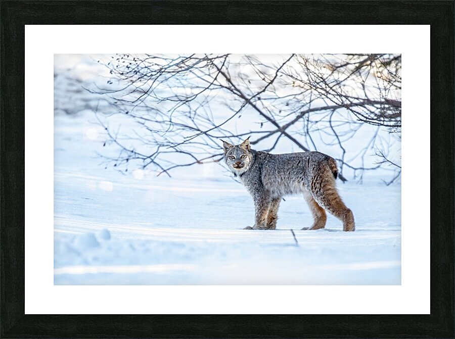 Lynx 2 Picture Frame print