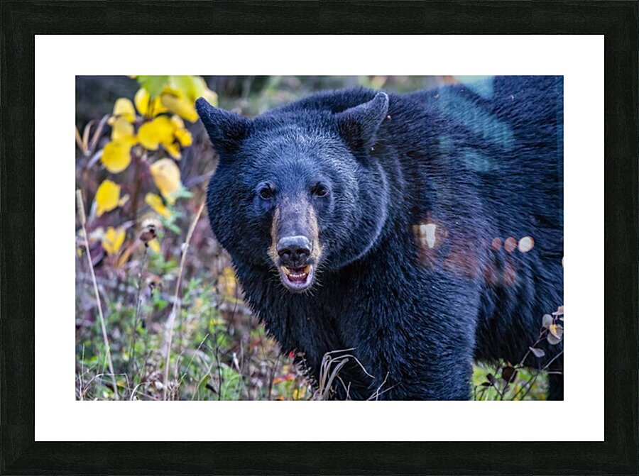 Black Bear Boss Picture Frame print