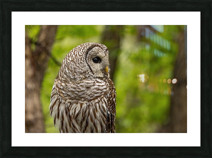 Barred Owl Picture Frame print