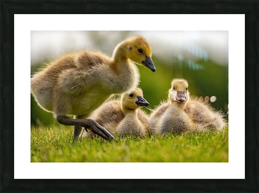 Goslings Picture Frame print