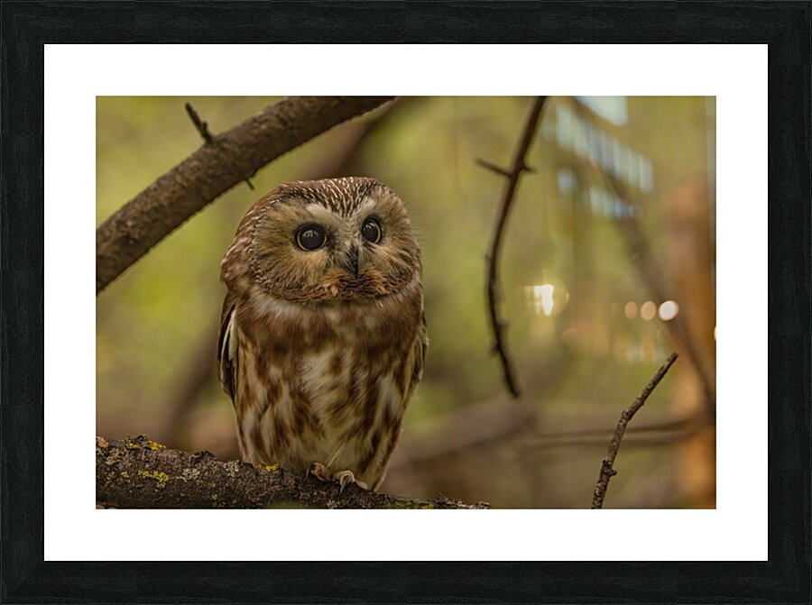 Saw Whet Owl 2 Picture Frame print