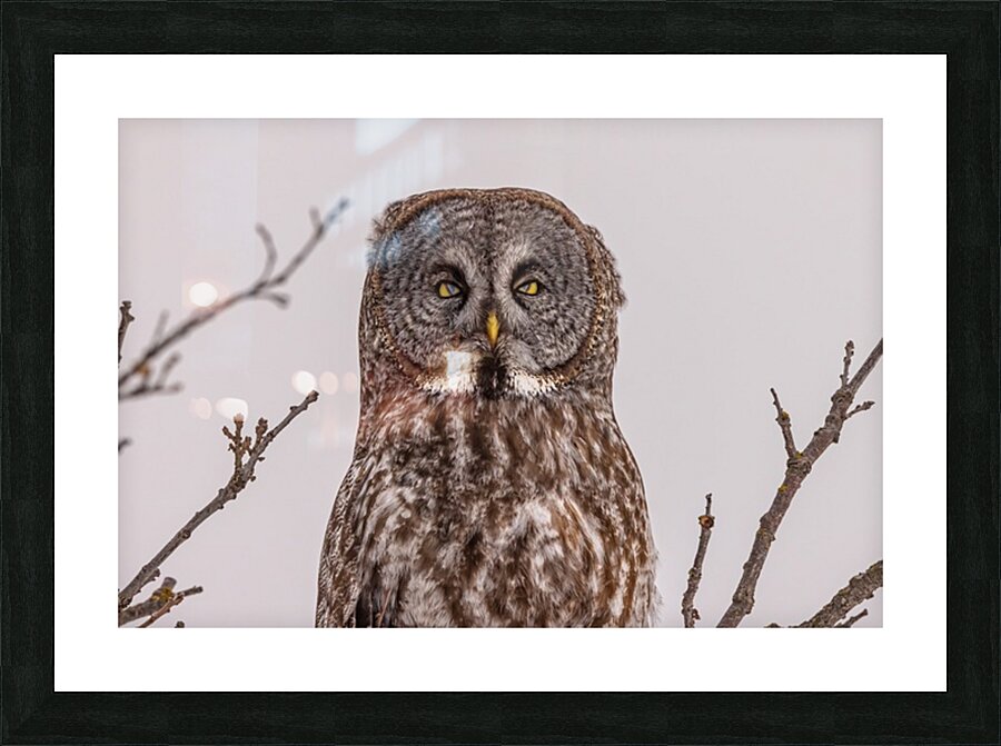 GGO 27 Picture Frame print