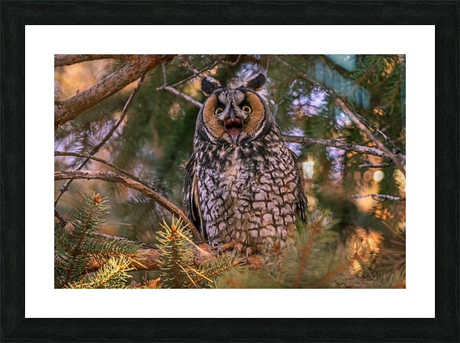 LEO 7 Picture Frame print