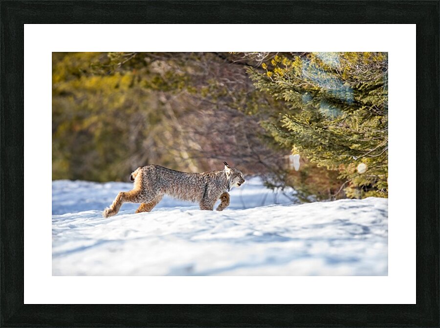 Lynx 3 Picture Frame print