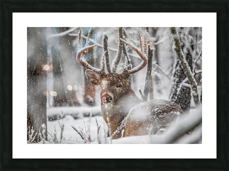Buck Snowy Day Picture Frame print