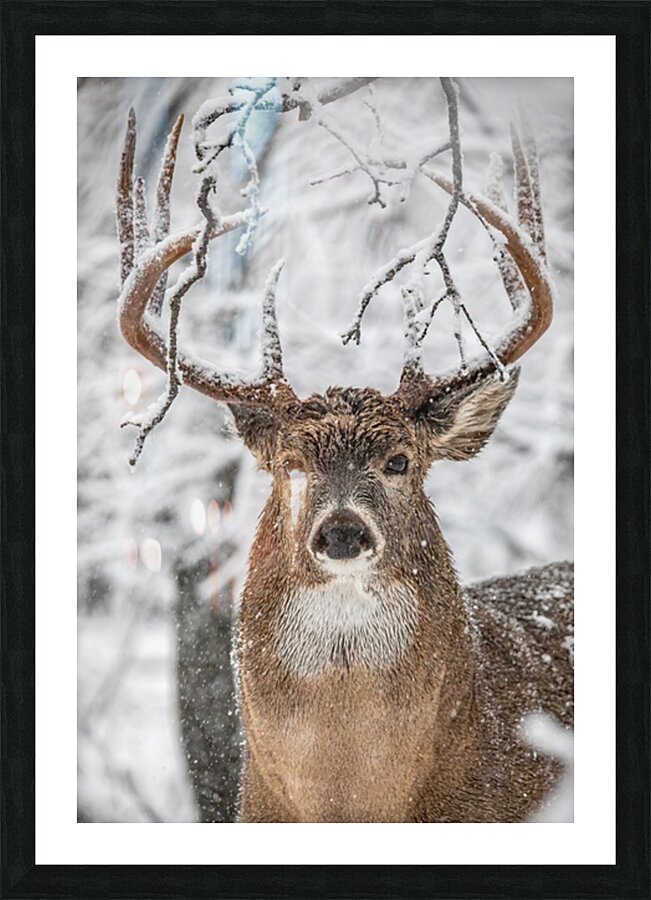 Big Buck Winter Picture Frame print