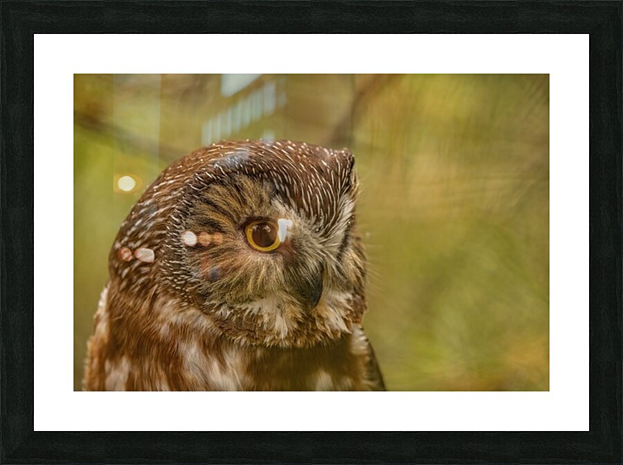 Saw Whet Owl 3 Picture Frame print