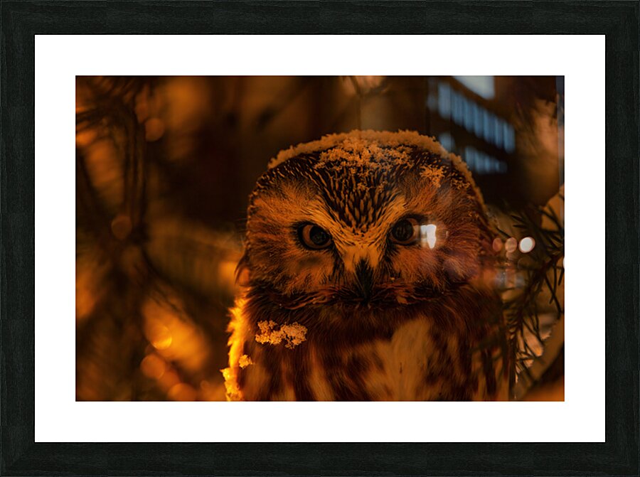 Saw Whet Owl 4 Picture Frame print