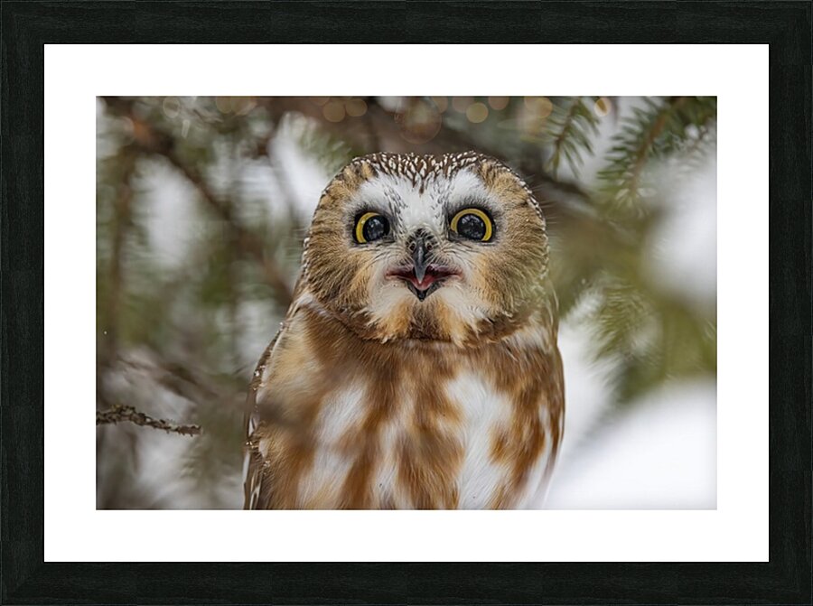 Saw Whet Owl 5 Picture Frame print