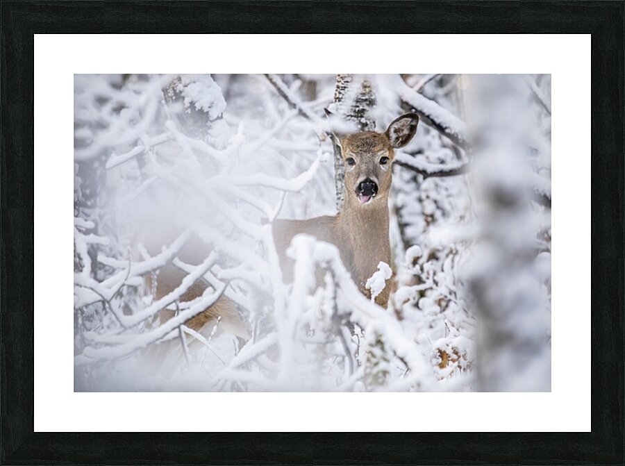 Deer Winter Wonder Picture Frame print
