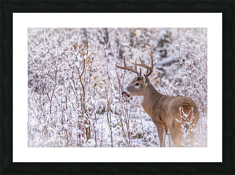 Buck Winter Day Picture Frame print