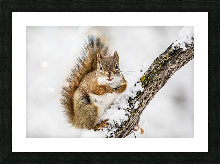 Red Squarel 2 Picture Frame print