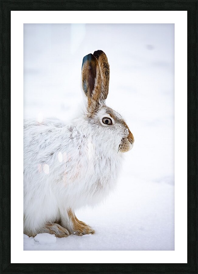 Jack Rabbit Picture Frame print