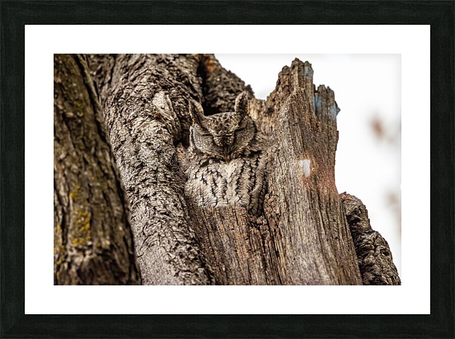 Screech Owl 4 Picture Frame print