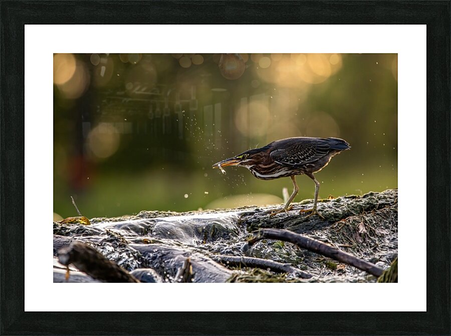 Green Heron Sunset Picture Frame print
