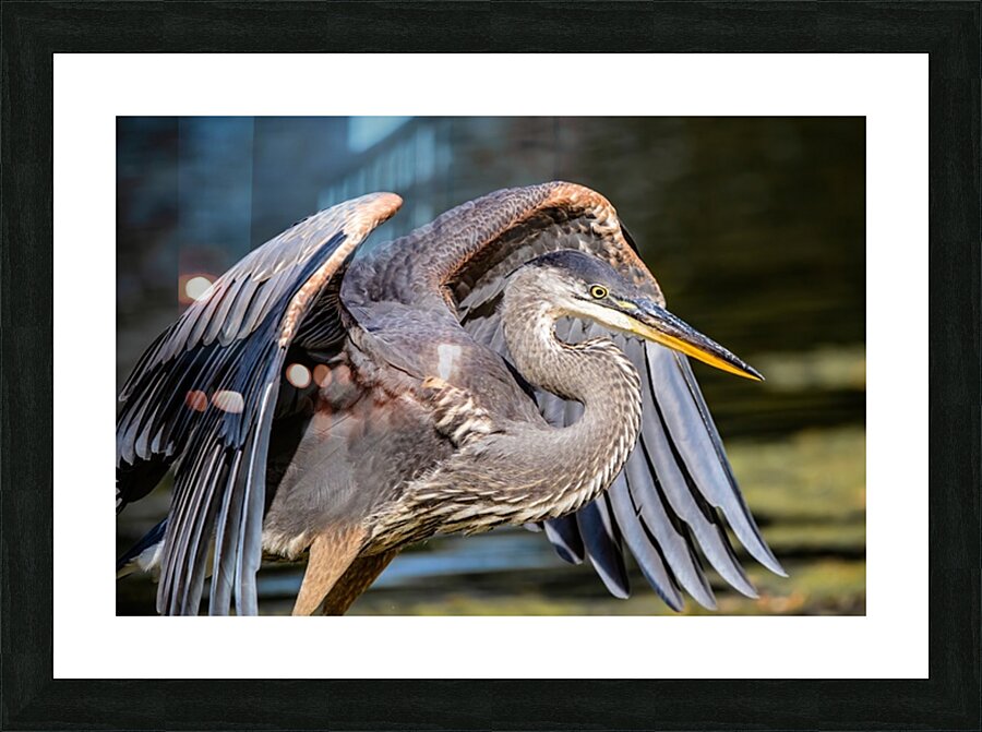 Blue Heron 2 Picture Frame print