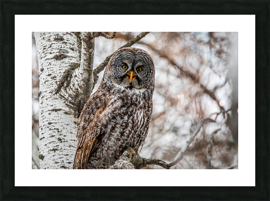 GGO 28 Picture Frame print