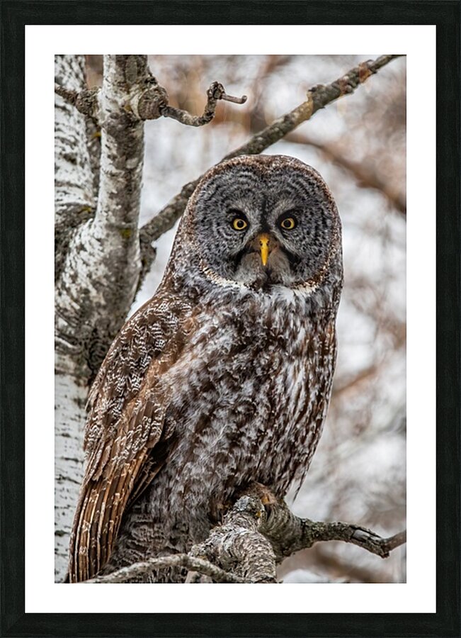 GGO 29 Picture Frame print