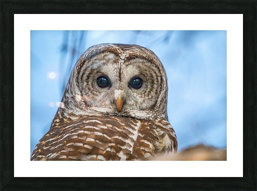 Barred Owl 3 Picture Frame print
