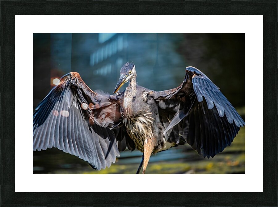 Blue Heron 2 Picture Frame print