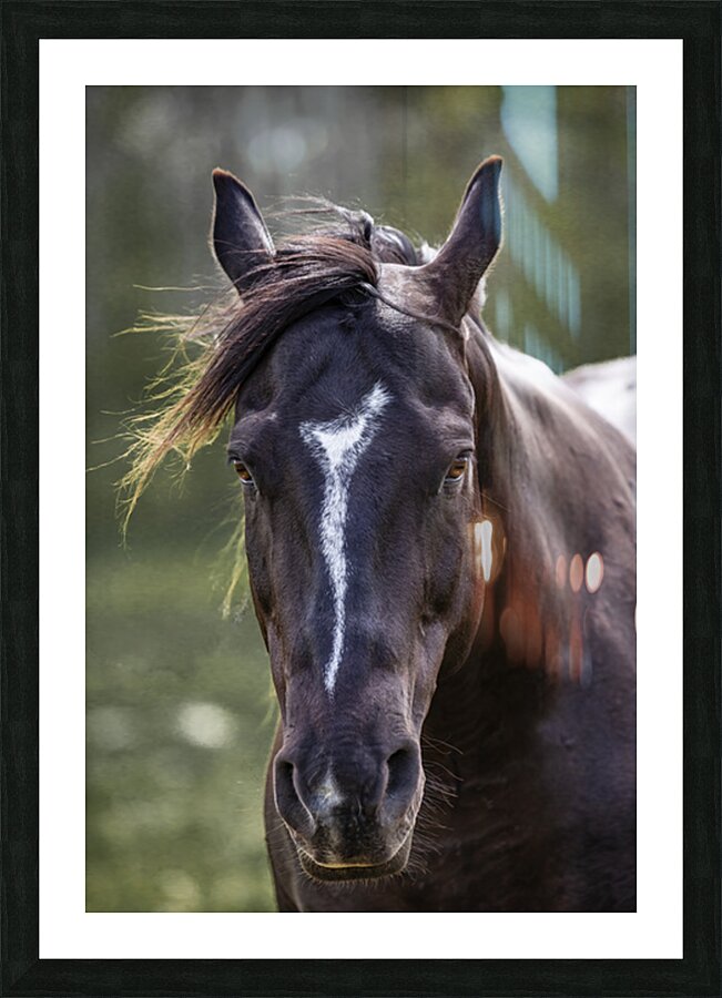 Horse Portrait Picture Frame print