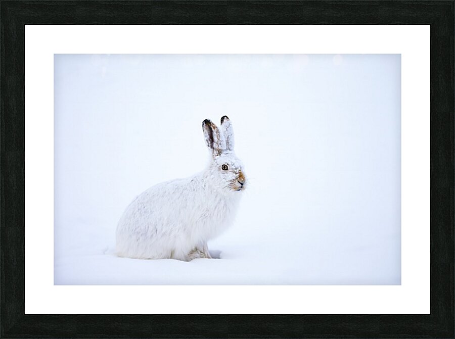 Jack Picture Frame print