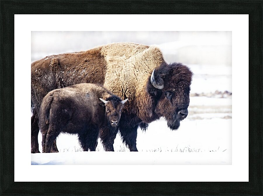 Bison Mom and Cub Picture Frame print