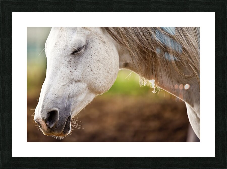 Horse Portrait 2 Picture Frame print