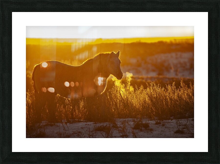 Horse Sunset Picture Frame print