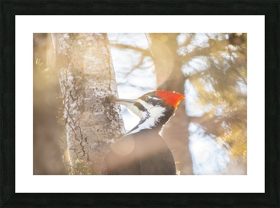 Pileated Woodpecker Picture Frame print