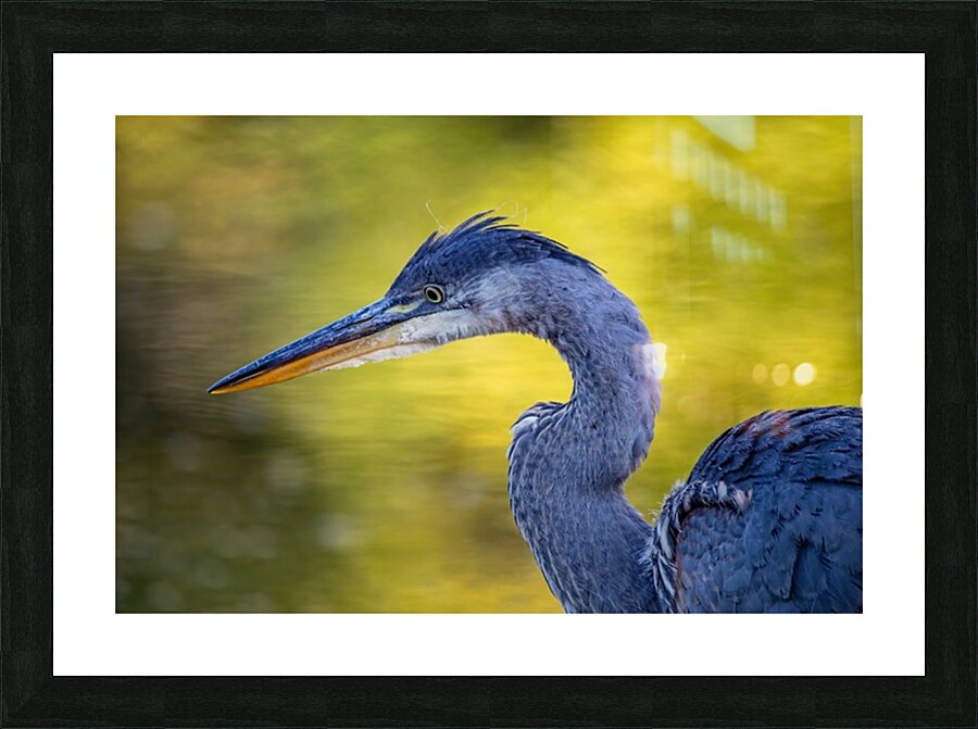 Blue Heron 4 Picture Frame print
