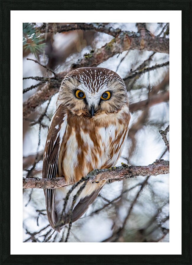Saw Whet Owl 6 Picture Frame print