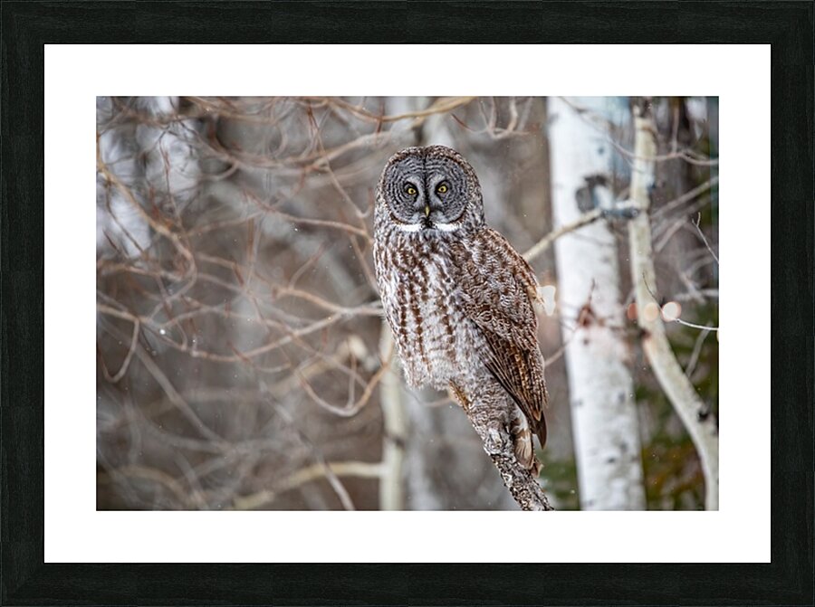 GGO 30 Picture Frame print