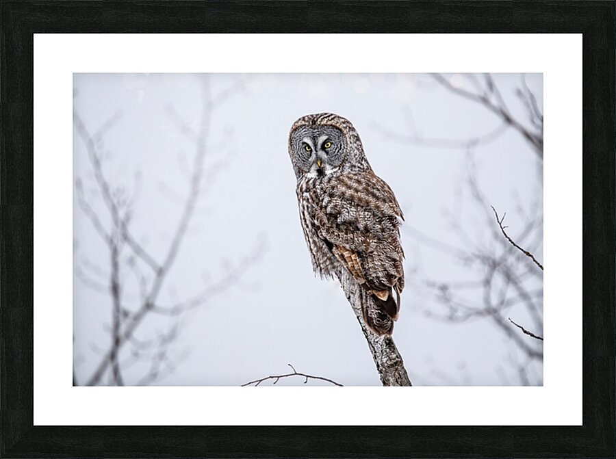 GGO 32 Picture Frame print