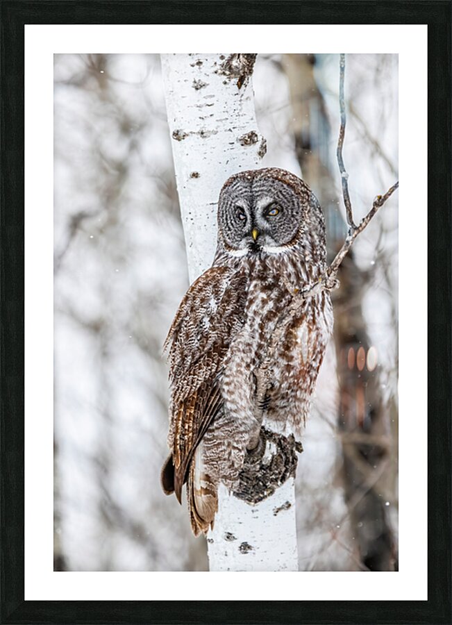 GGO 33 Picture Frame print