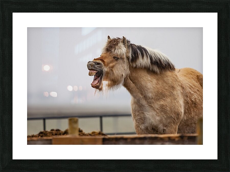 Horse Smile Picture Frame print