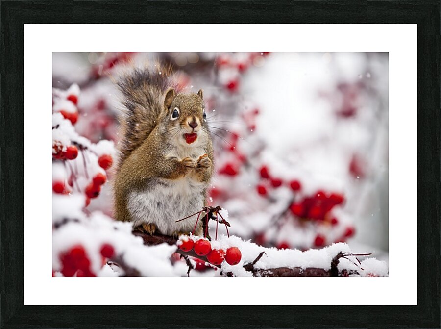 Red Squarel 3 Picture Frame print