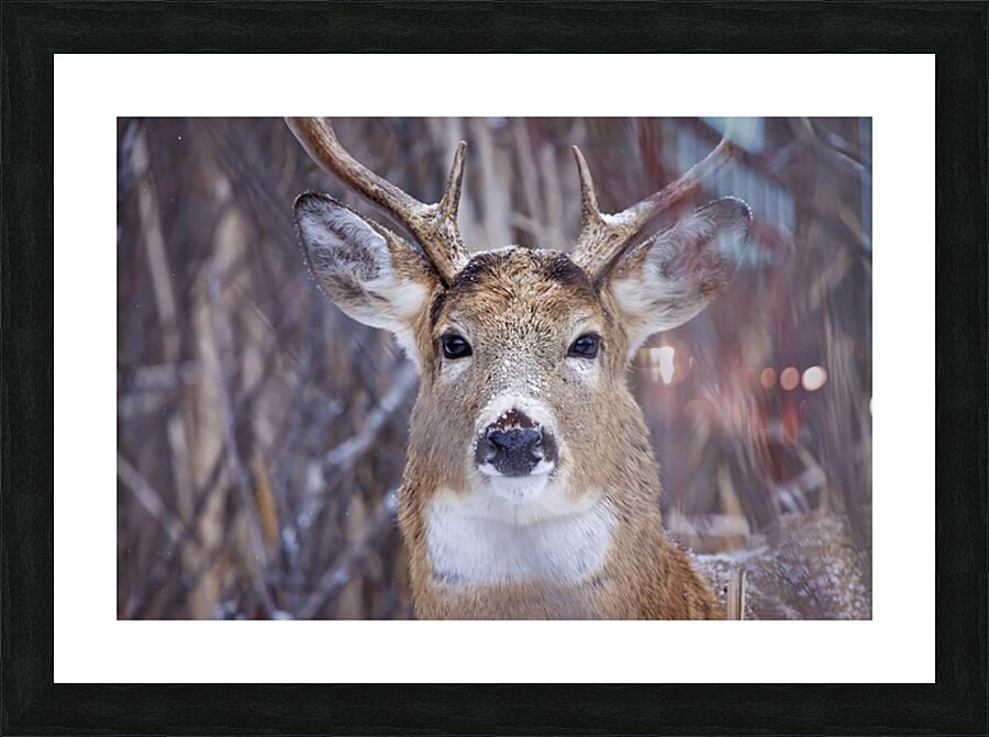Buck Portrait 3 Picture Frame print