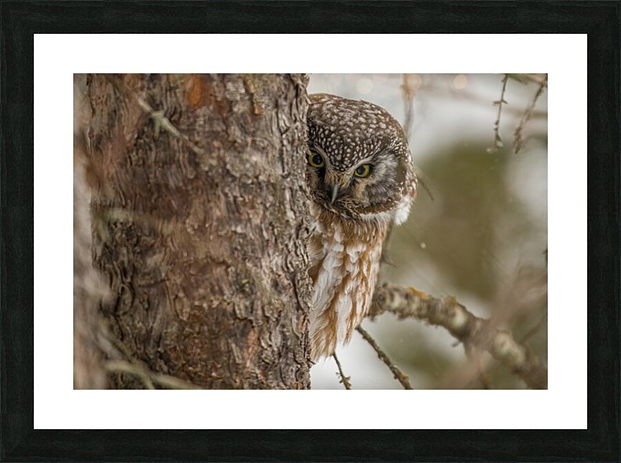 Boreal Owl Picaboo Picture Frame print