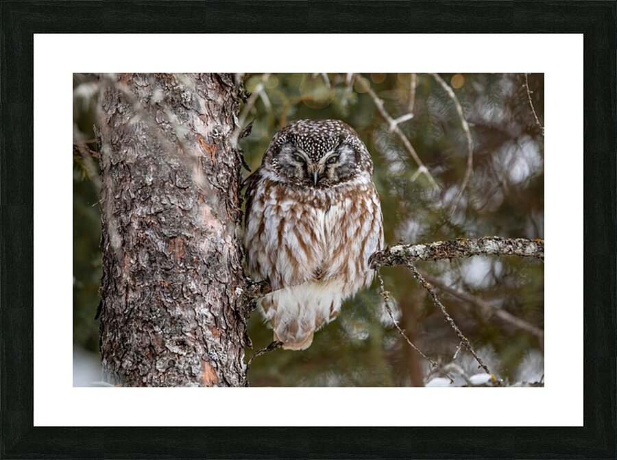 Boreal Owl 2 Picture Frame print