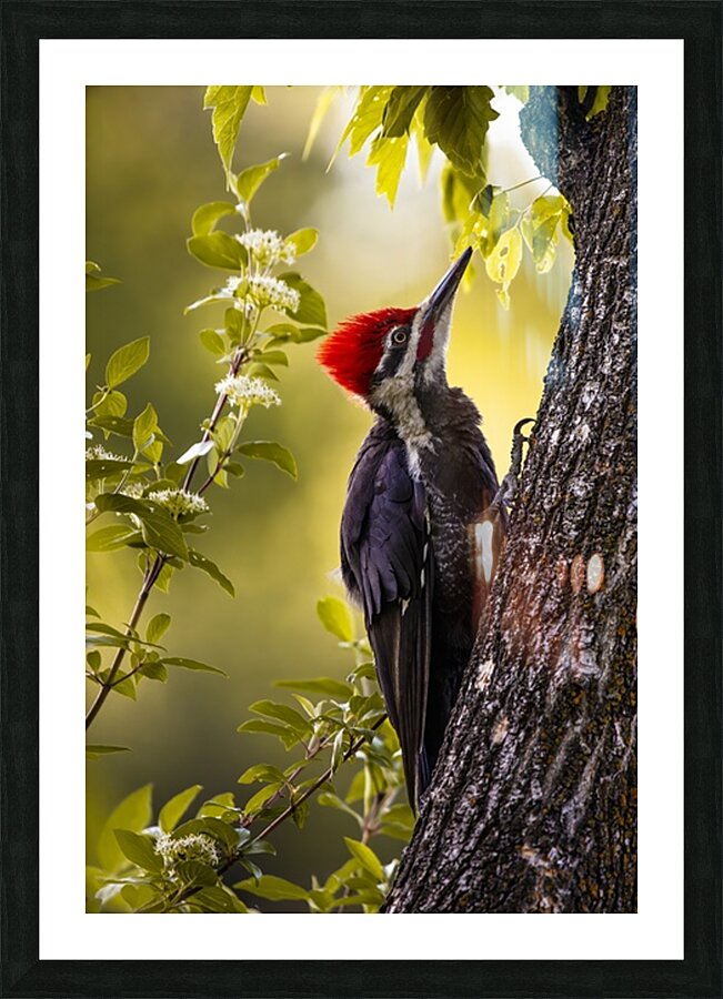 Pileated Woodpecker 2 Picture Frame print