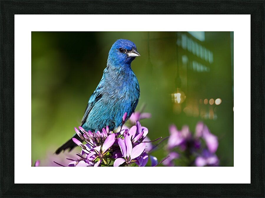 Indigo 2 Picture Frame print