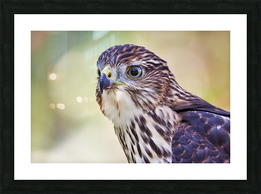 Coopers Hawk Picture Frame print