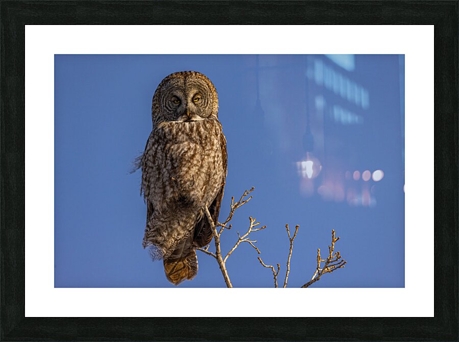 GGO 35 Picture Frame print