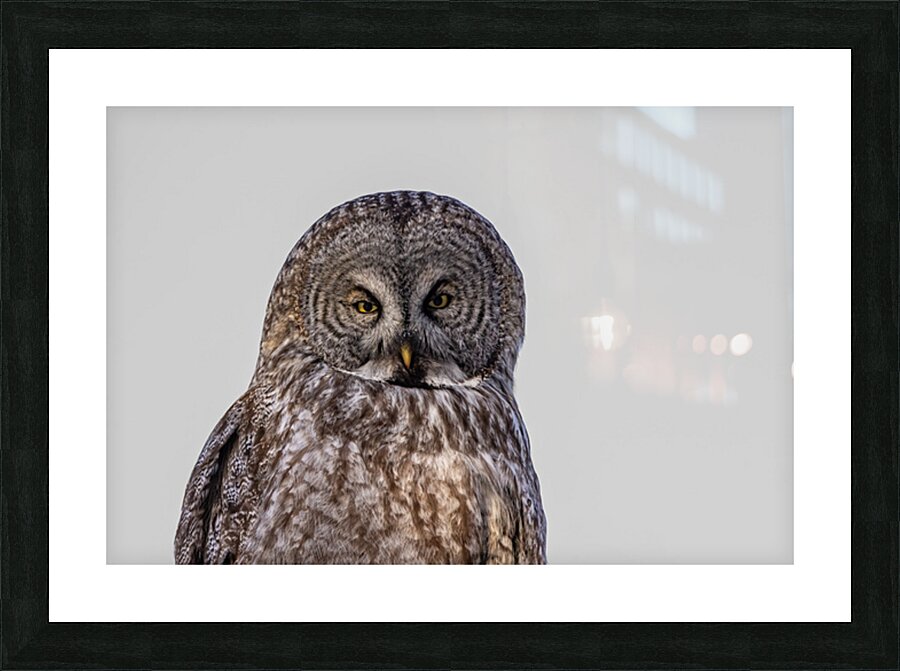 GGO 36 Picture Frame print