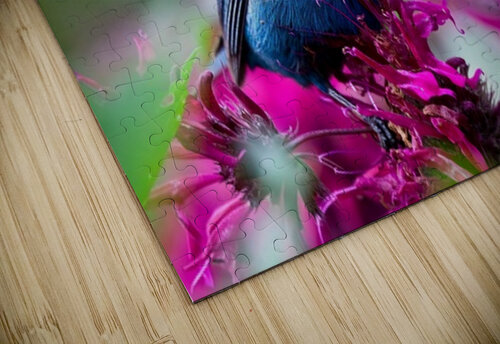 Indigo Bunting Ilana Vargulich puzzle