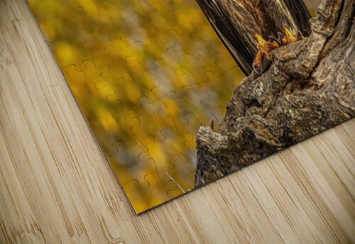 Bald Eagle Fall Time Ilana Vargulich puzzle