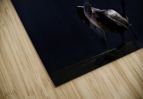 Double Cormorant Ilana Vargulich puzzle