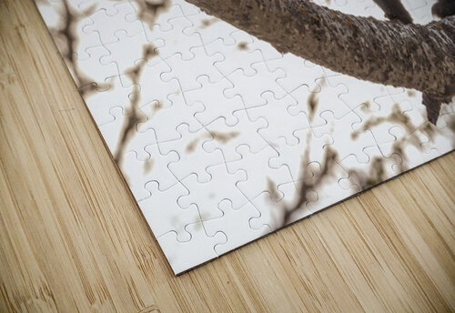 Black Bear Cub 2 Ilana Vargulich puzzle