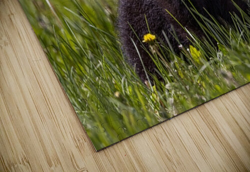 Black Bear Cub 4 Ilana Vargulich puzzle